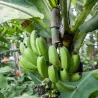Sementes de Bananeira Musa acuminata