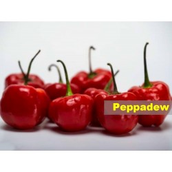 Peppadew Chili Seeds (Capsicum baccatum)  - 2