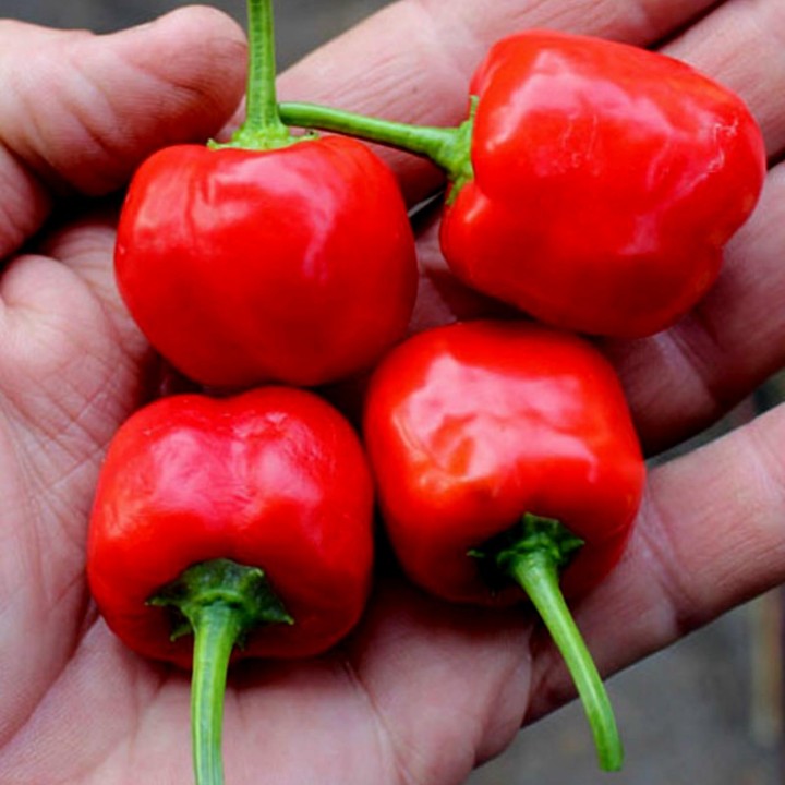 Peppadew Chili Seeds (Capsicum baccatum) - 2.295