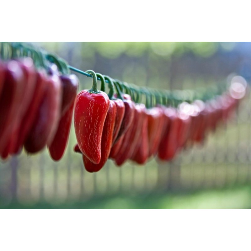 Semi Di Peperoncino 'Jalapeno M' (Capsicum annuum)