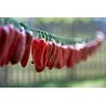 Graines de Piments Jalapeño M (Capsicum annuum)