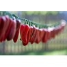 Σπόροι Τσίλι πιπέρι 'Jalapeno Μ' (Capsicum annuum)