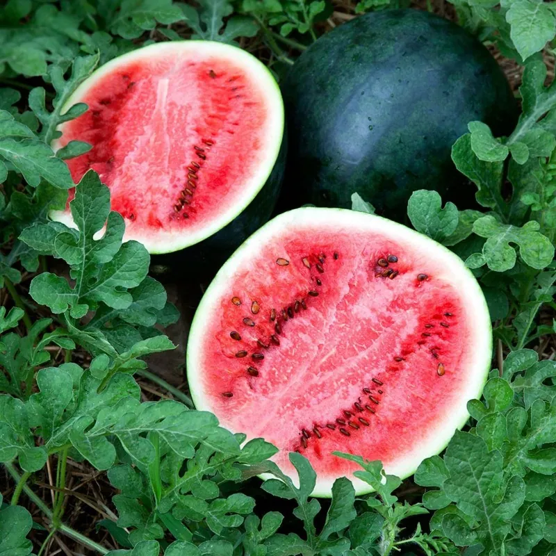 Sugar Baby Watermelon Seeds