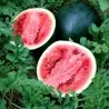 Sugar Baby Watermelon Seeds