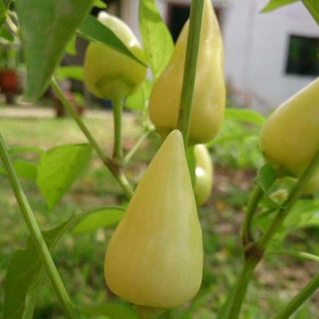 Price: €1.75 - Chilifrön Vitt SPJUT - Seeds Gallery