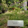 Price: €1.75 - Chilifrön Vitt SPJUT - Seeds Gallery