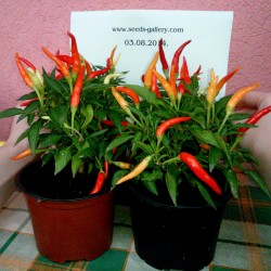Riot Chili Seeds Organically Grown  - 4