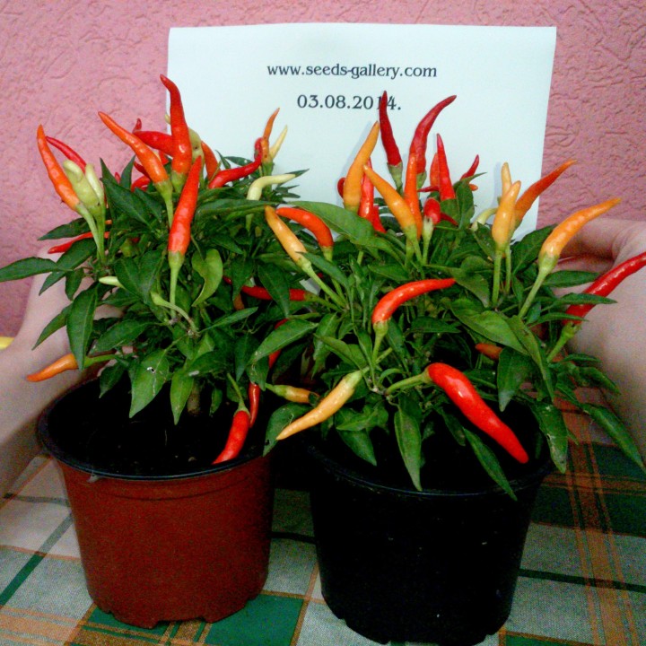 Nasiona Riot Chili uprawiane metodami ekologicznymi - 234.57915