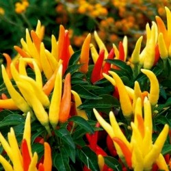 Price: €1.45 - Semillas de Pimiento Riot - Seeds Gallery