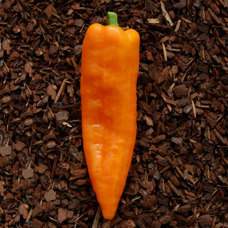 Price: €2.05 - Semillas de Pimiento Gigante RAMIRO - Seeds Gallery