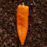 Ramiro Gigant Slatka Paprika Seme