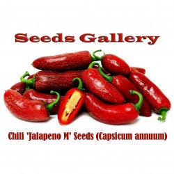 Price: €1.65 - Graines de Piments Jalapeño M (Capsicum annuum) - Seeds Gallery