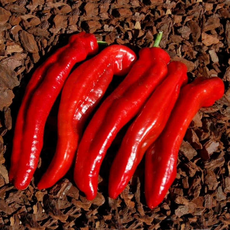 Price: €2.05 - Graines de doux Poivron Géant RAMIRO - Seeds Gallery