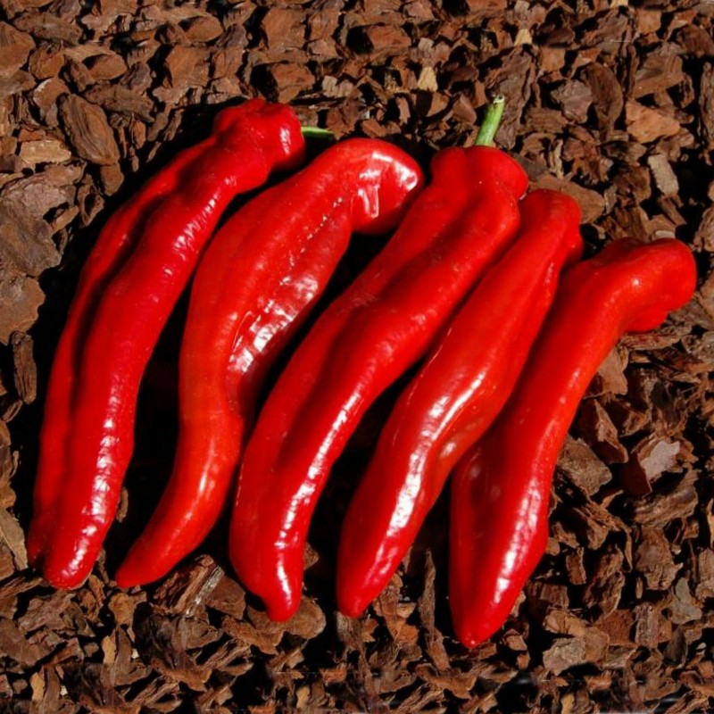 Ramiro Gigant Slatka Paprika Seme