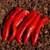 Price: €2.05 - Graines de doux Poivron Géant RAMIRO - Seeds Gallery