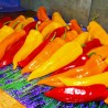 Price: €2.05 - Graines de doux Poivron Géant RAMIRO - Seeds Gallery