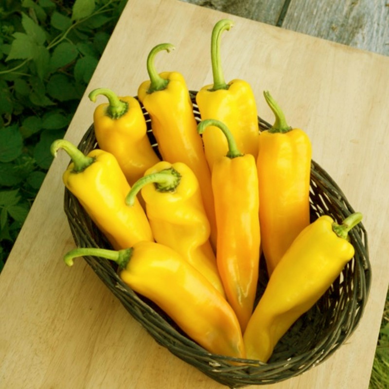 Price: €2.05 - Semillas de Pimiento Gigante RAMIRO - Seeds Gallery