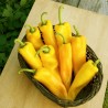Price: €2.05 - Graines de doux Poivron Géant RAMIRO - Seeds Gallery