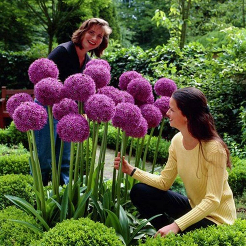 Giant Allium Giganteum Globemaster Beautiful Flower Seeds Perennial 100 Seeds