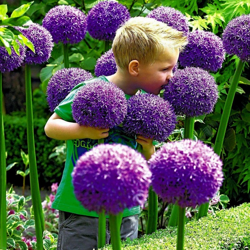 Price: €1.95 - Jättelök Frön (Allium giganteum) - Seeds Gallery