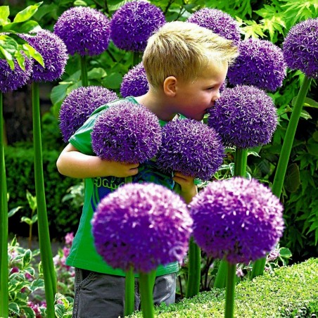 Price: €1.95 - Jättelök Frön (Allium giganteum) - Seeds Gallery