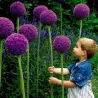 Graines de Ail Géant (Allium giganteum)