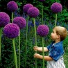 Price: €1.95 - Jättelök Frön (Allium giganteum) - Seeds Gallery