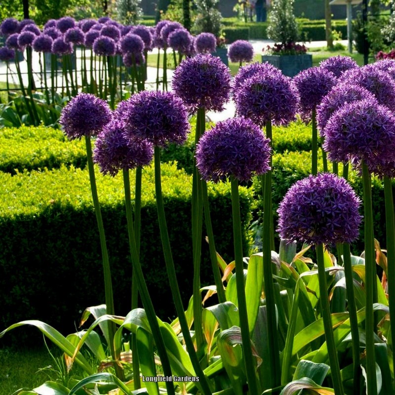Price: €1.95 - Jättelök Frön (Allium giganteum) - Seeds Gallery