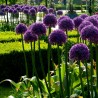 Price: €1.95 - Jättelök Frön (Allium giganteum) - Seeds Gallery