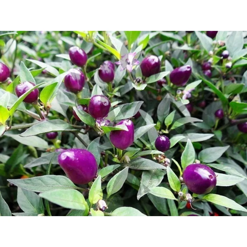 Graines de Piments 'Filius Blue'