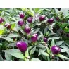 Graines de Piments 'Filius Blue'