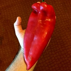 Price: €1.95 - Semillas de pimiento dulce gigante Moravska Kapija - 