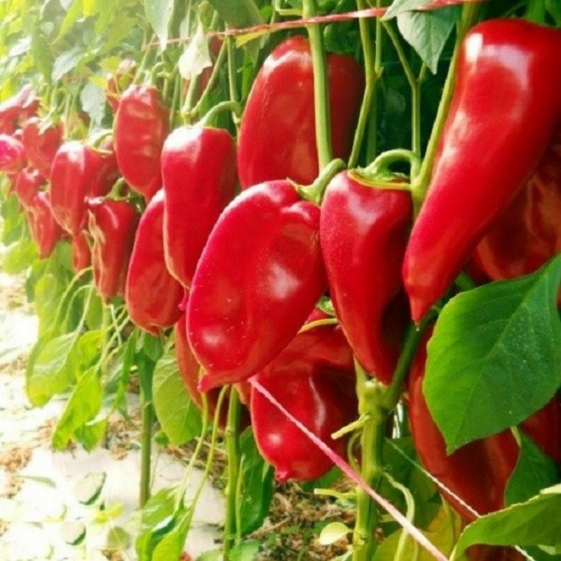 Price: €1.95 - Moravska Kapija Big Sweet Pepper Seeds (Morava Gate) - 