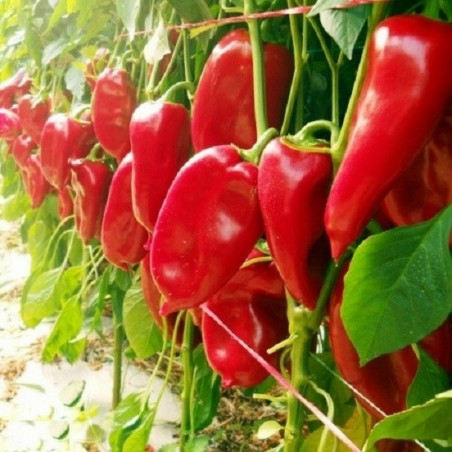 Price: €1.95 - Moravska Kapija Big Sweet Pepper Seeds (Morava Gate) - 