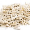 1000 Seeds Giant White Sunflower | 9,95 €