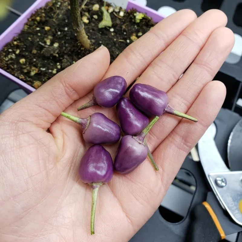 Graines de Piments 'Filius Blue'