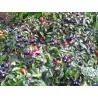 Graines de Piments 'Filius Blue'