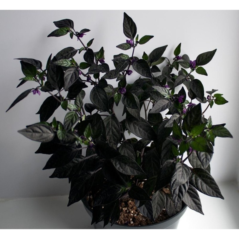 Semi Di Peperoncino Piccante Filius Blue