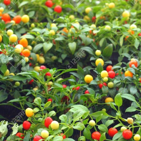 Price: €1.55 - Regnbåge körsbär chili frön - 