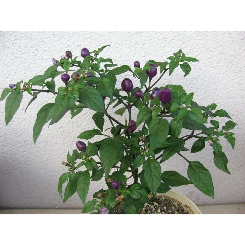 Graines de Piments 'Filius Blue'