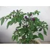 Graines de Piments 'Filius Blue'