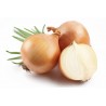 Price: €1.7 - Zwiebelsamen Kupusinski Jabucar (Apfelzwiebel) - Seeds Gallery
