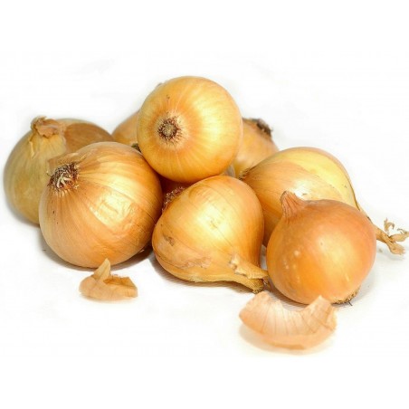Price: €1.7 - Zwiebelsamen Kupusinski Jabucar (Apfelzwiebel) - Seeds Gallery