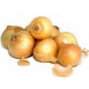 Price: €1.7 - Semi di cipolla Kupusinski Jabucar (cipolla di mela) - Seeds Gallery