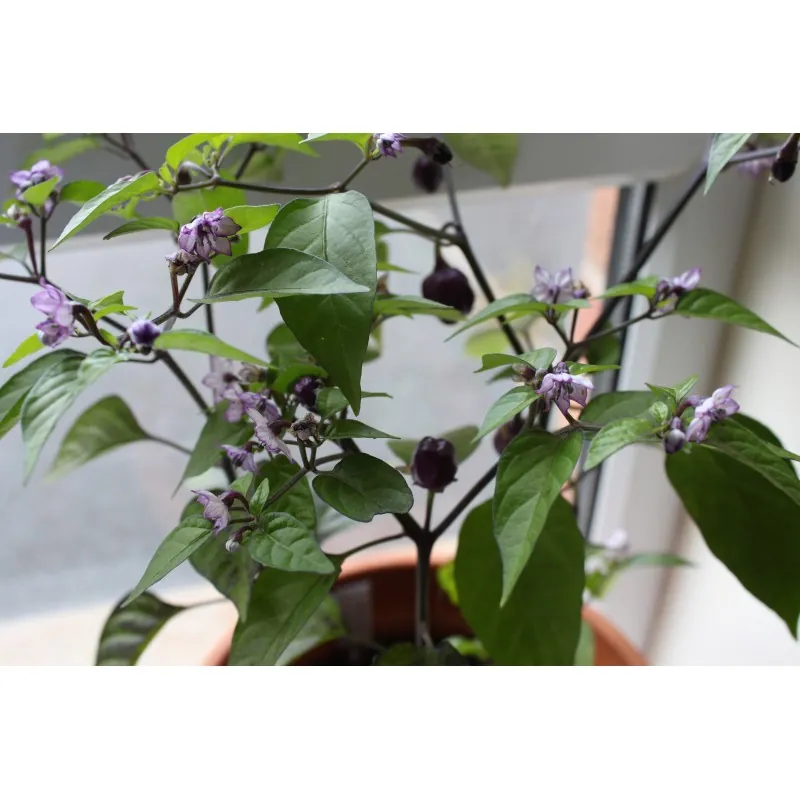 Graines de Piments 'Filius Blue'