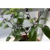 Graines de Piments 'Filius Blue'