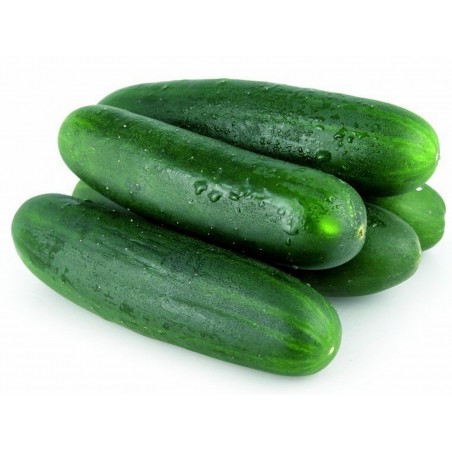Price: €1.75 - Cucumber Seeds Sunny creek - Seeds Gallery