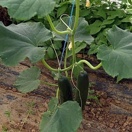 Price: €1.75 - Cucumber Seeds Sunny creek - Seeds Gallery