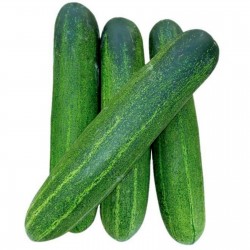 Price: €1.75 - Τυφώνας αγγουριού σπόρων - Seeds Gallery