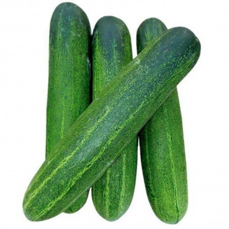 Price: €1.75 - Semillas de pepino Tifón - Seeds Gallery